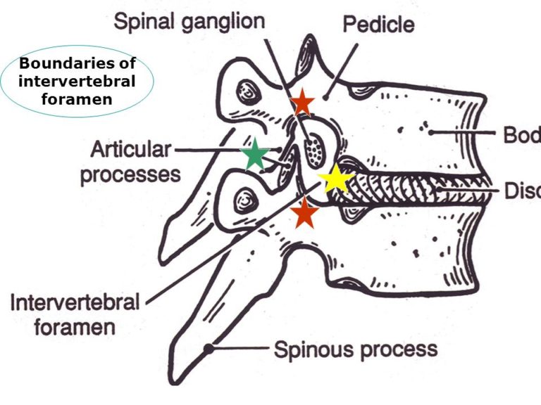 What Passes Through The Intervertebral Foramen