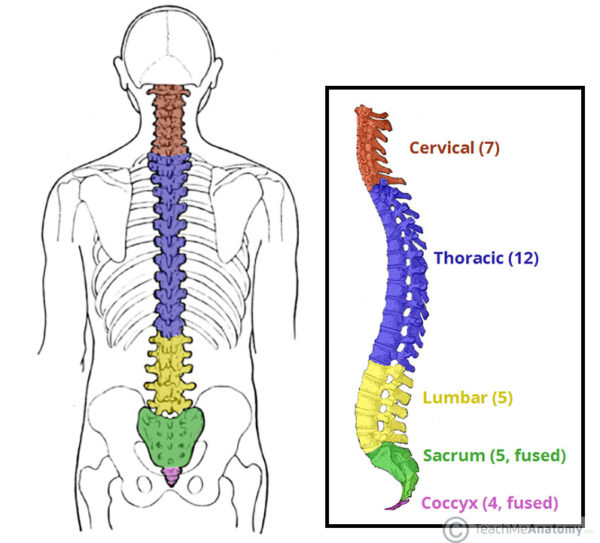 number of bones in spinal cord