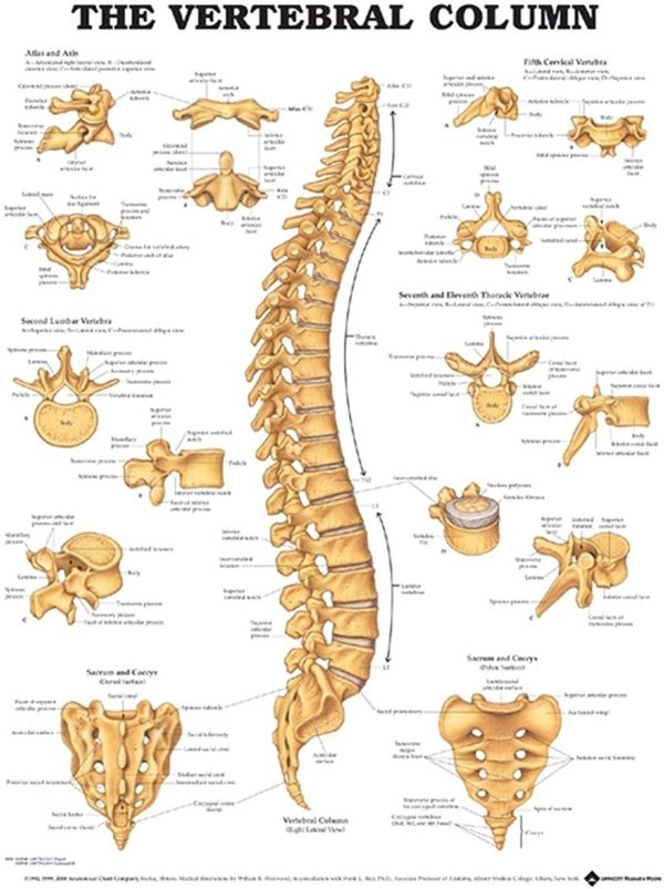 Your Spinal Column Back To Life Chiropractic