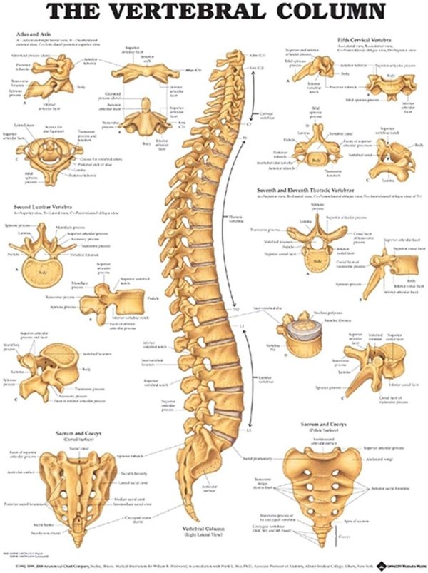 spinal anatomy chart