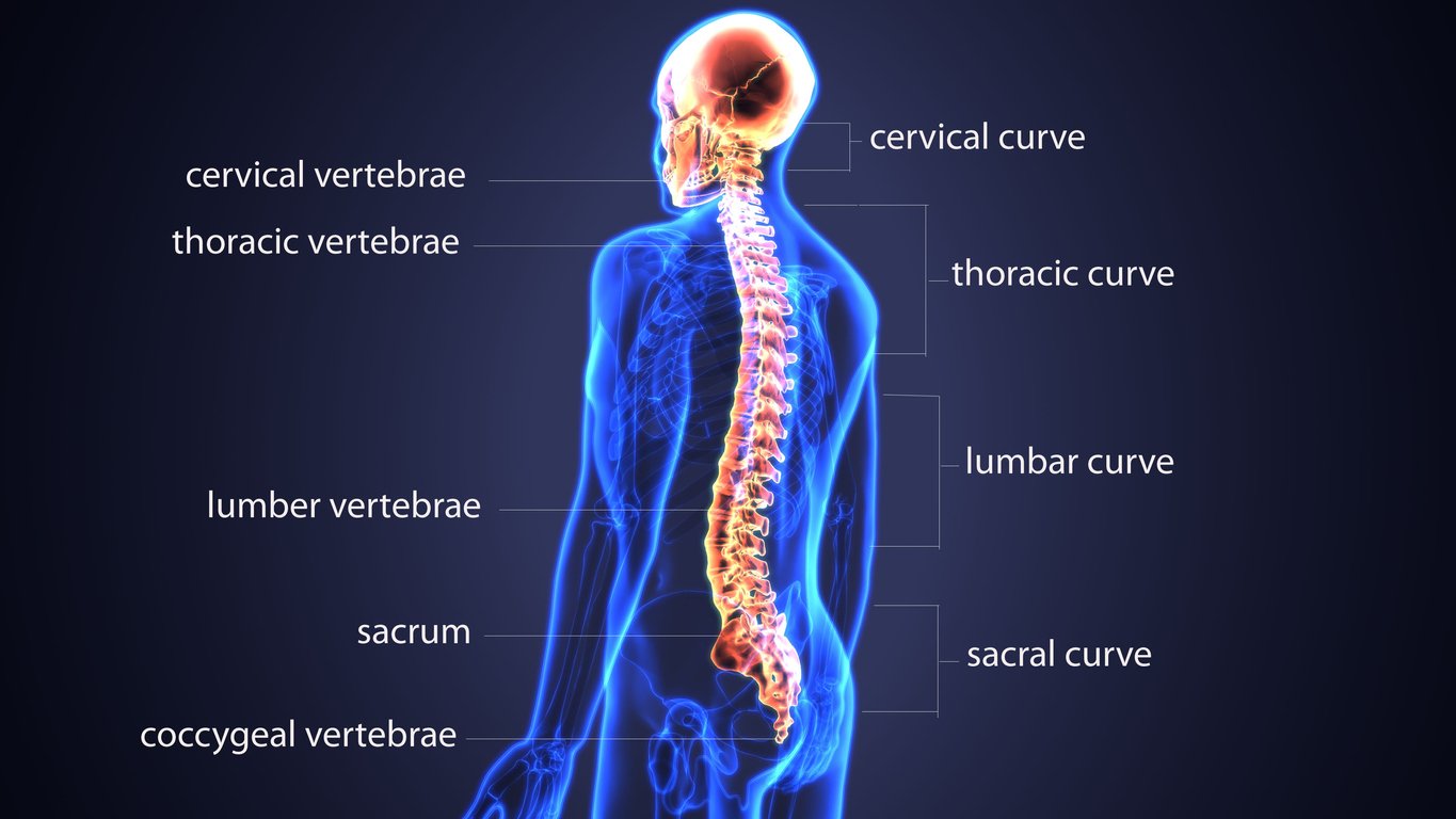 back-information-back-to-life-chiropractic