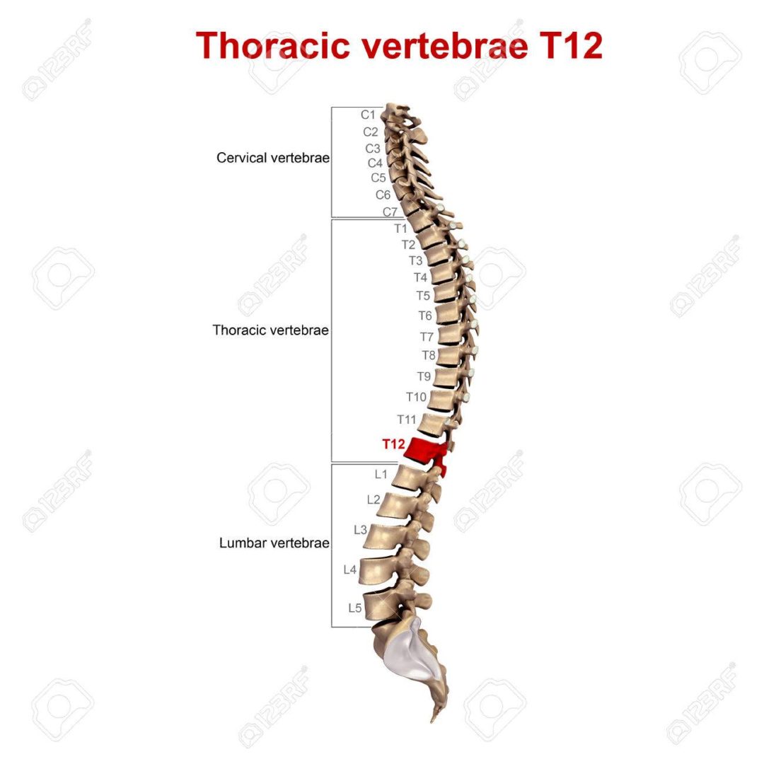 illustration-of-the-spinopelvic-parameters-t4-t12-kyphosis-l1-l5