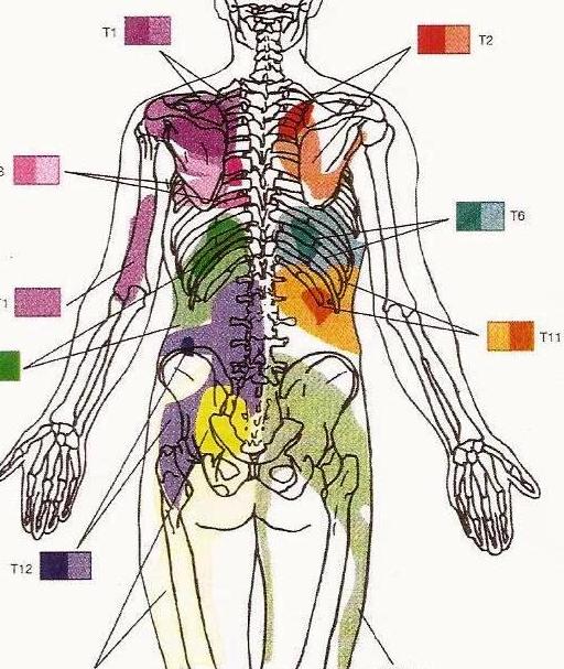 T11 Subluxation – Back To Life Chiropractic