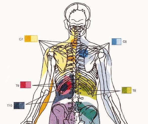 T10 Subluxation – Back To Life Chiropractic