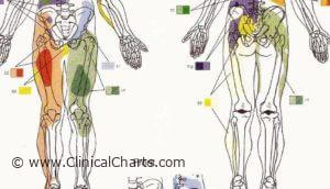 Coccyx Subluxation – Back To Life Chiropractic