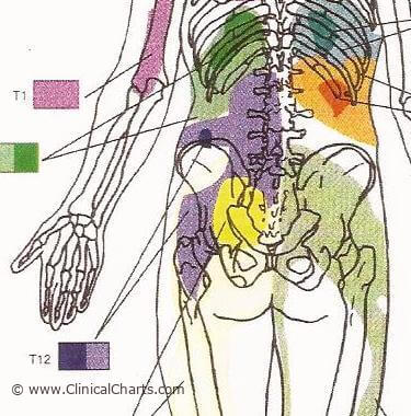 T12 Subluxation – Back To Life Chiropractic