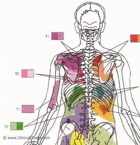 Possible Problems caused by a T7 Subluxation diabetes, gastritis ...